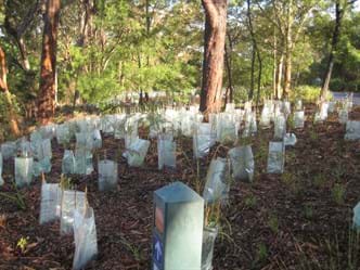 National Tree Day 2012 Fred Caterson Reserve