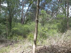 After woody weed clearing