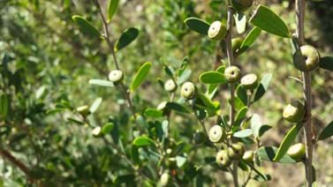 Bush Regeneration Maintenance