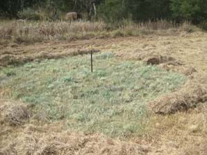 Bush Regeneration Maintenance