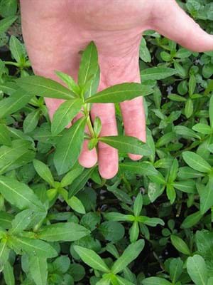 Alligator Weed