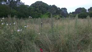 Lake Parramatta Reserve