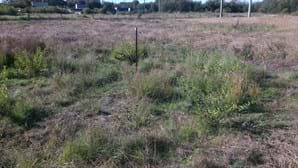 Bush Regeneration Maintenance