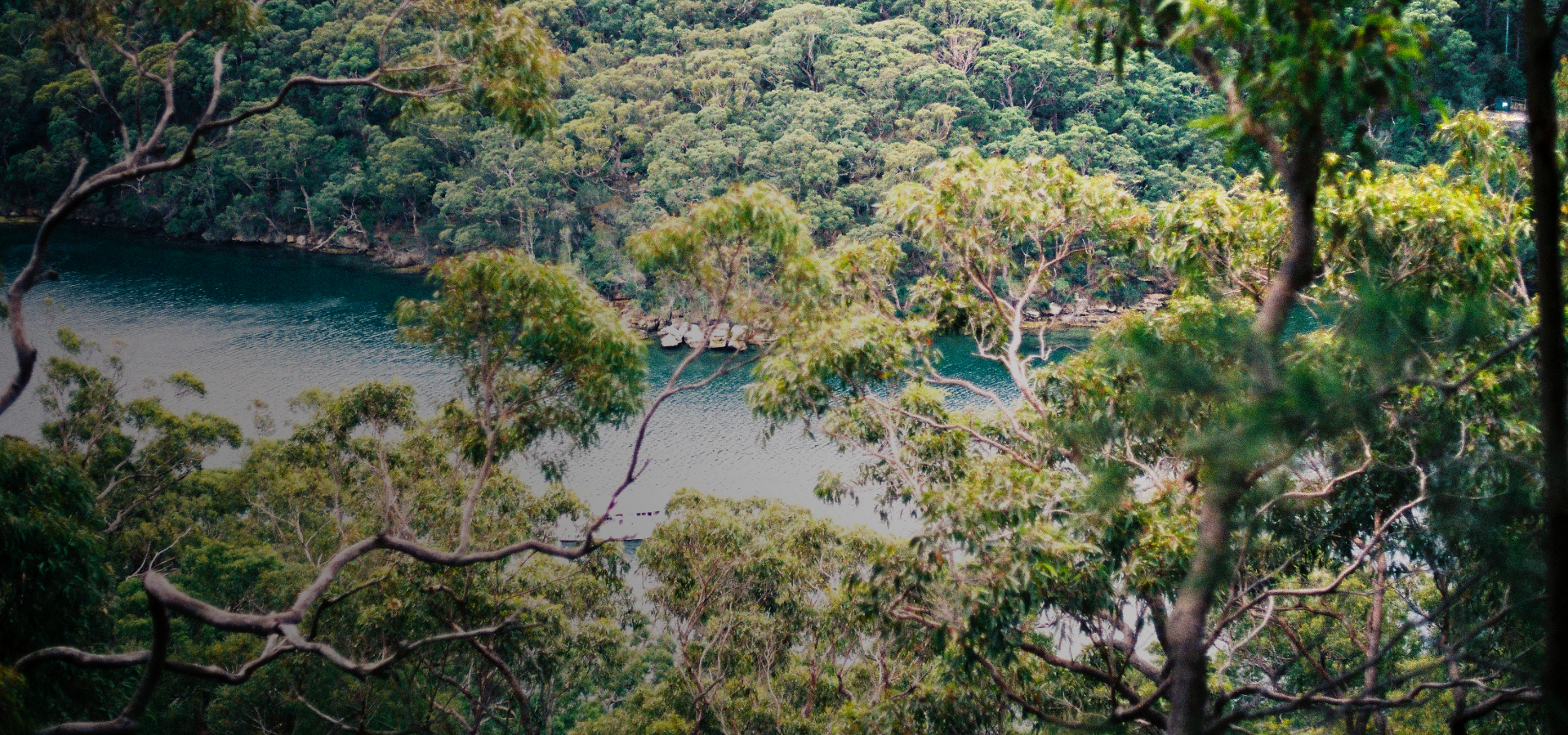 Bush & Natural Area Specialists