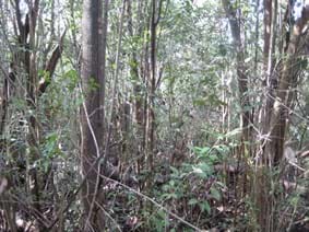 Before woody weed clearing